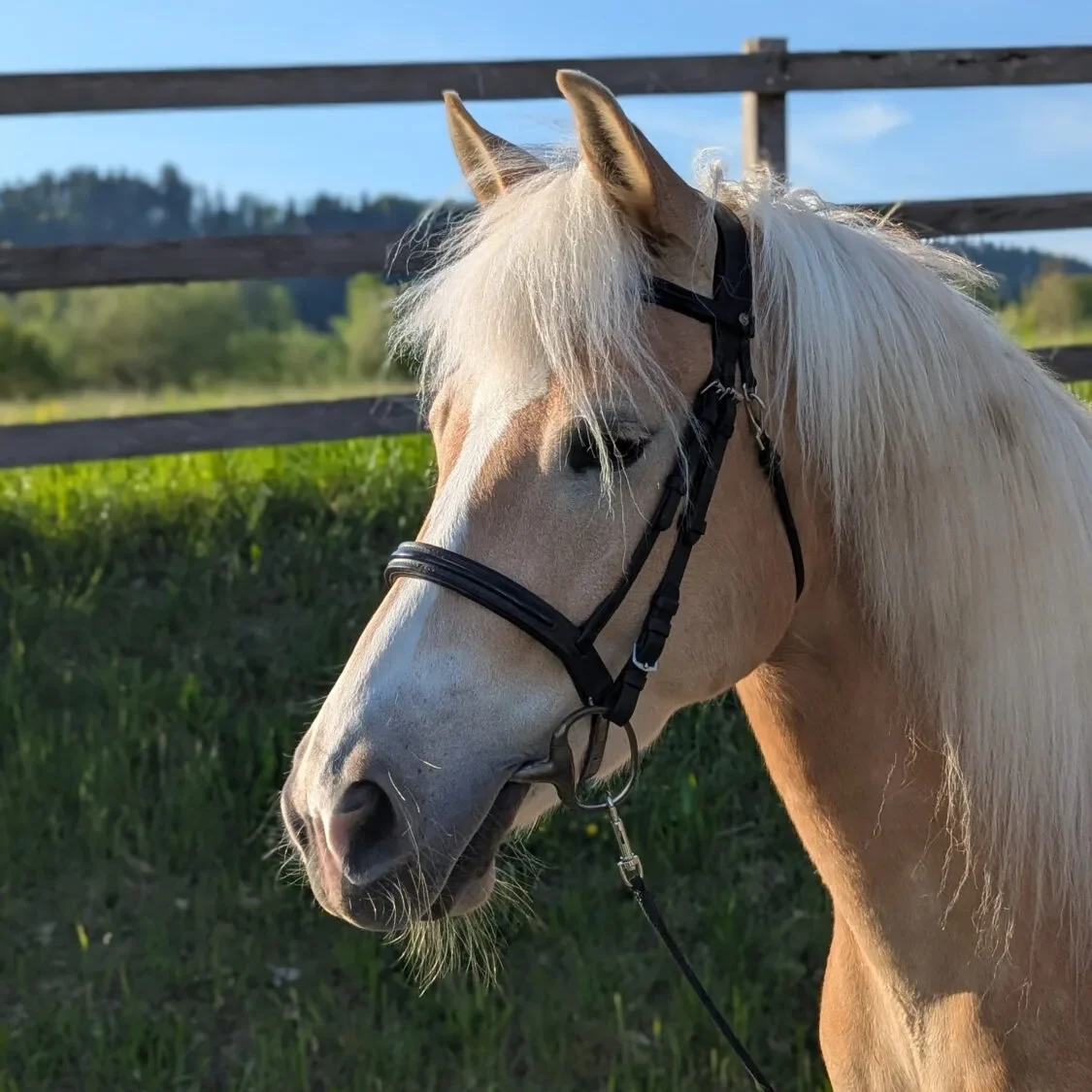 Dory Haflinger Stute