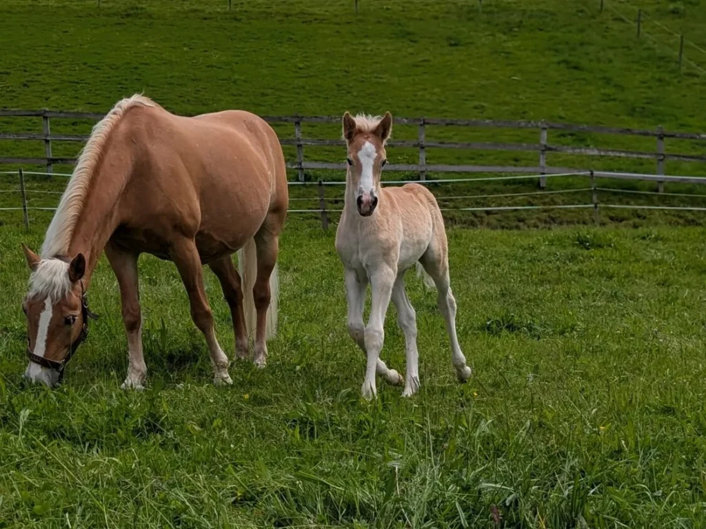 Haflinger Fohlen Arco