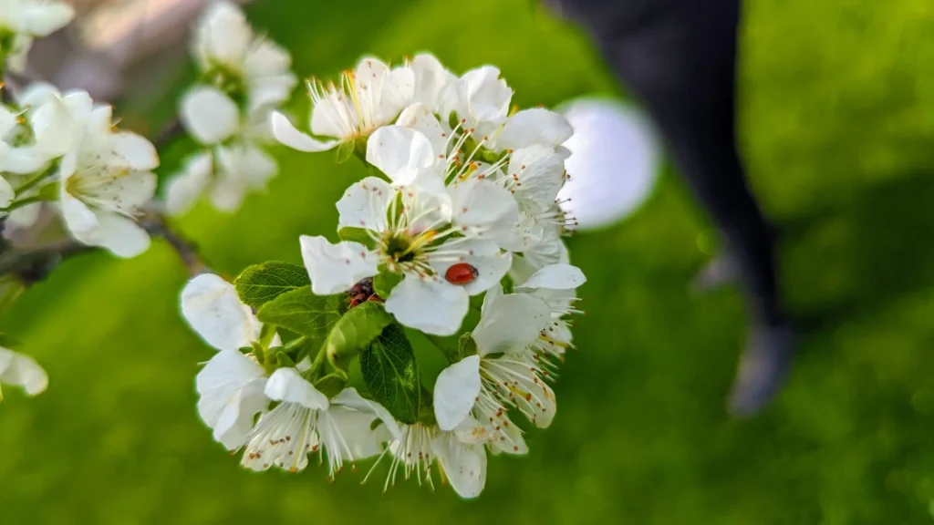 Apfelblüte Eventhof Biodiversität