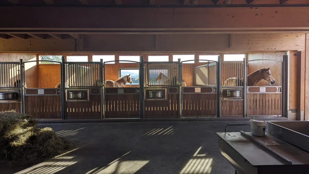 Pferdestall Haflinger Zentrum