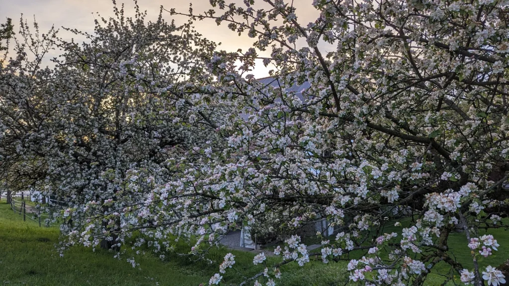 Fruchtbäume im Mai