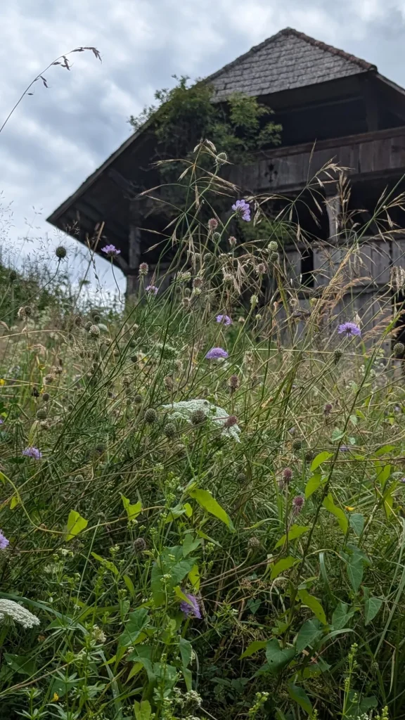 Spycher und Magerwiese im Haflinger Zentrum