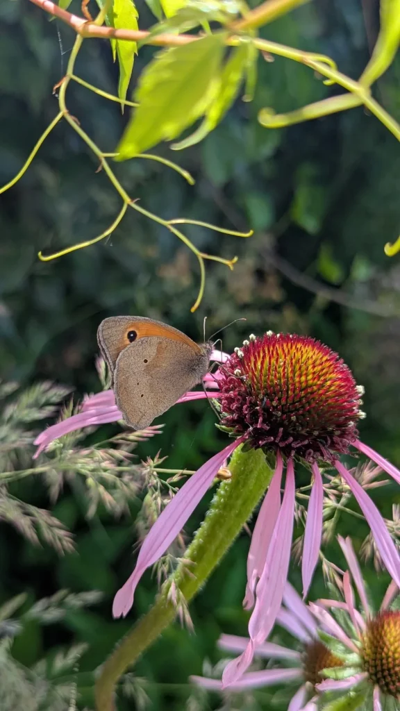 Schmetterling Eventhof