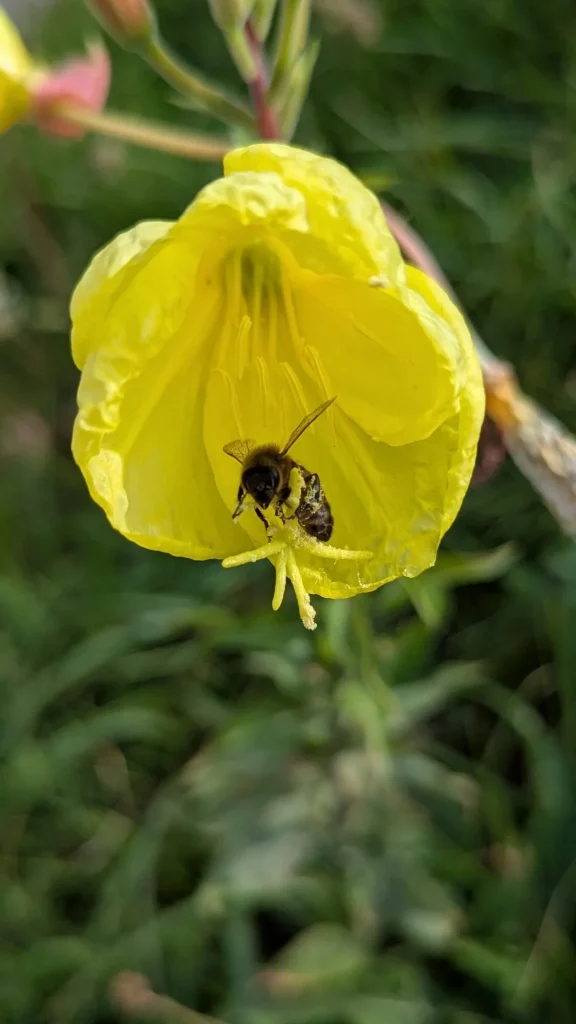 Nachtkerze und Honigbiene