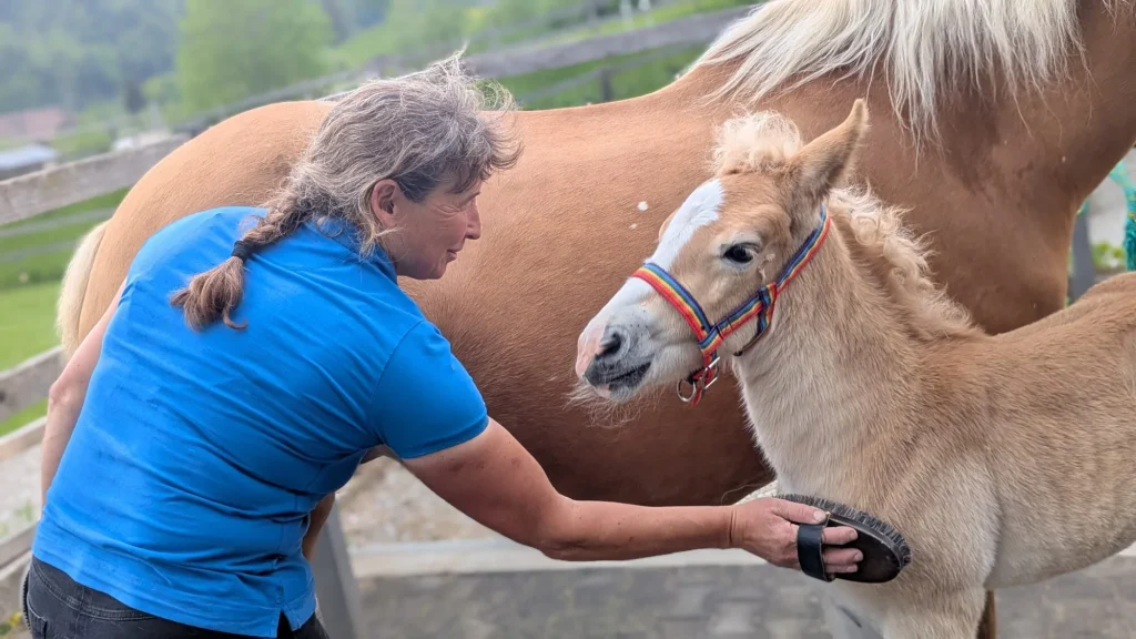 Haflinger Pflege Conny