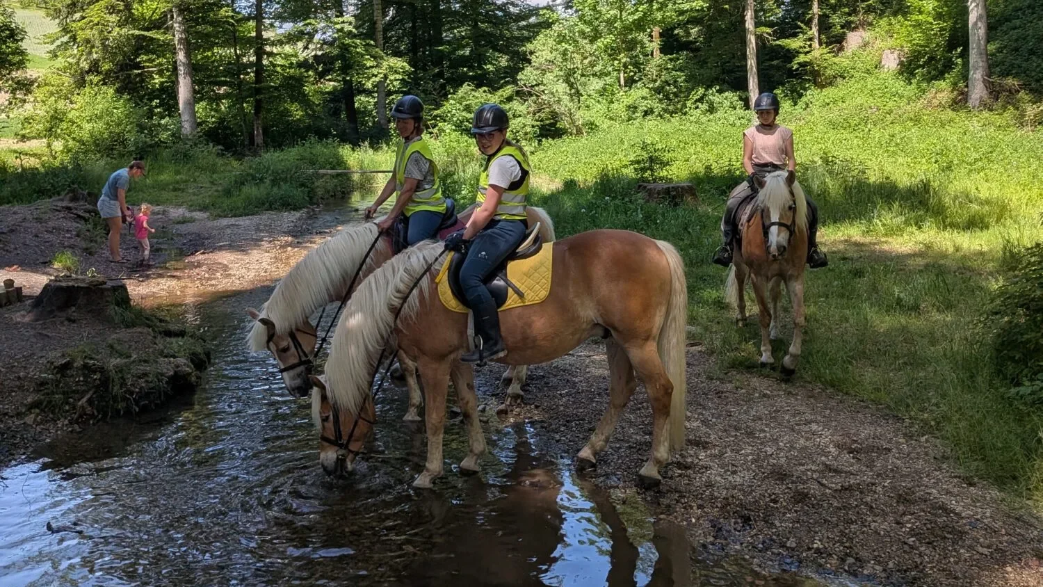 Ausritt zum Wasser mit den Haflinger Pferden