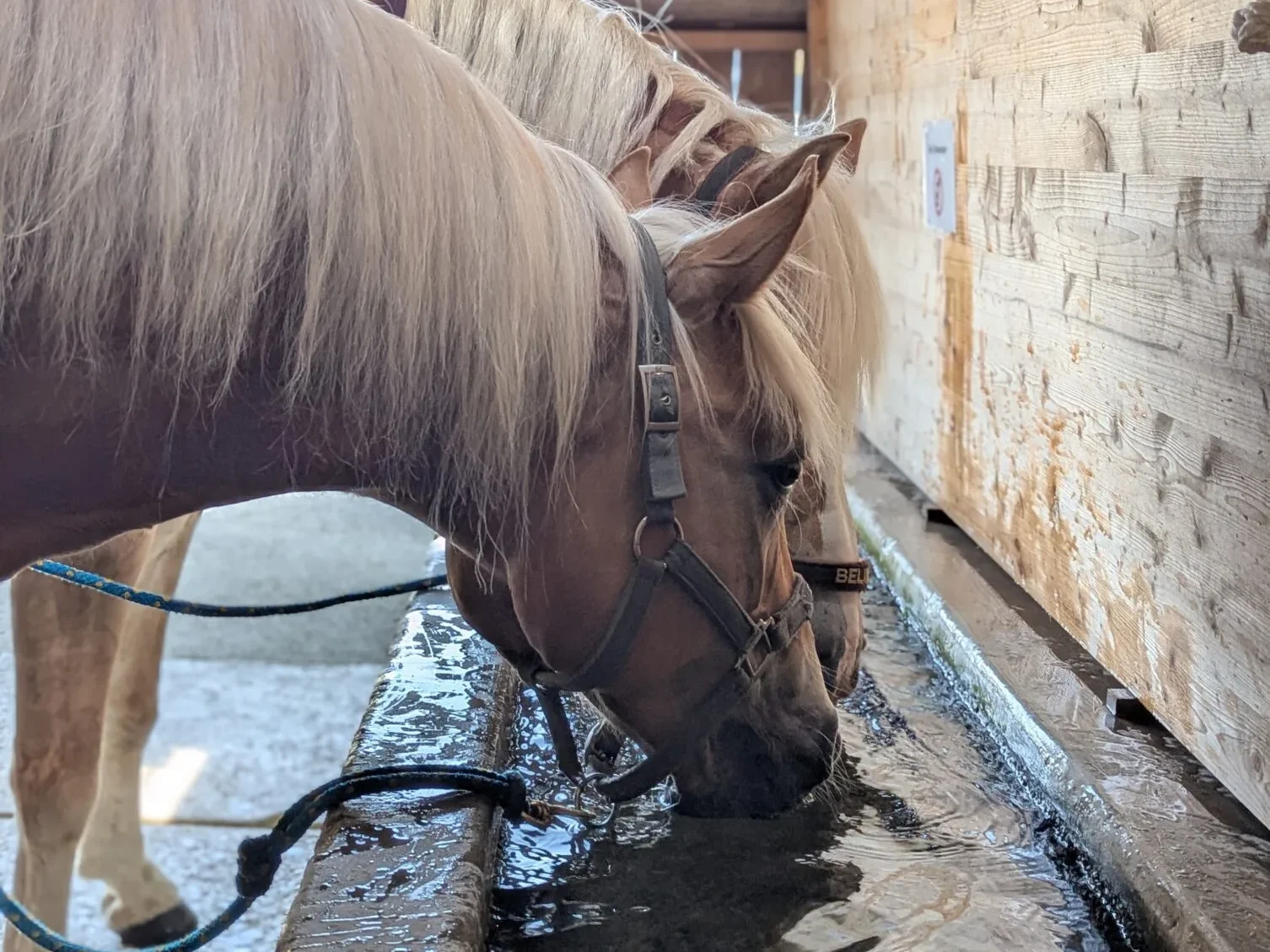 Haflinger Brunnen Hitze