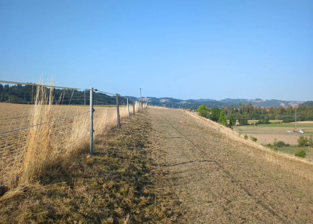 Weide Haflinger Zentrum